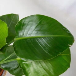 Strelitzia, Topf-Ø 21 Cm, Höhe Ca. 70-100 Cm -Die grüne Ecke 0210104644 Strelitzia nicolai 3