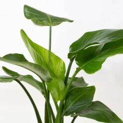 Strelitzia, Topf-Ø 21 Cm, Höhe Ca. 70-100 Cm -Die grüne Ecke 0210104644 Strelitzia nicolai 4