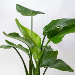 Strelitzia, Topf-Ø 21 Cm, Höhe Ca. 70-100 Cm -Die grüne Ecke 0210104644 Strelitzia nicolai 6