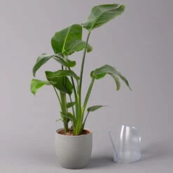 Strelitzia Nicolai, Topf-Ø 17 Cm, Höhe Ca. 55 Cm -Die grüne Ecke 0210104742 Strelitzia nicolai T17 3