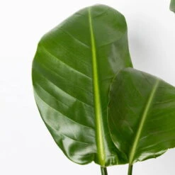 Strelitzia Nicolai, Topf-Ø 17 Cm, Höhe Ca. 55 Cm -Die grüne Ecke 0210104742 Strelitzia nicolai T17 4