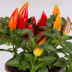Capsicum 'Acapulco Multicolor', Topf-Ø 10,5, 6er-Set 9 Capsicum 'Acapulco Multicolor', Topf-Ø 10,5, 6er-Set -Die grüne Ecke 0210104747 Capsicum an Acapulco Multicolor T10 5 6er Set WS 1 1 117700