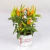Capsicum 'Hup Hup', Topf-Ø 10,5, 6er-Set -Die grüne Ecke 0210104749 Capsicum anuum Hup Hup T10 5 6er Set WS 2