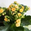 Kalanchoe 'Calandiva'®, Gelb, Topf-Ø 12 Cm, Höhe Ca. 27,5 Cm, 6er-Set -Die grüne Ecke 0210350157 Kalanchoe Cal gelb 12cm T H 26cm