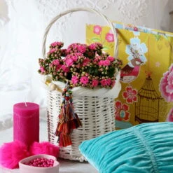 Kalanchoe 'Calandiva'®, Violett, Topf-Ø 12 Cm, Höhe Ca. 27,5 Cm, 6er-Set -Die grüne Ecke 0210350159 Kalanchoe cal violett2