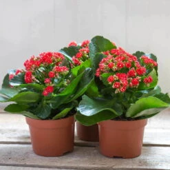 Kalanchoe 'Calandiva'®, Rot, Topf-Ø 12 Cm, Höhe Ca. 27,5 Cm, 6er-Set -Die grüne Ecke 0210350161 Kalanchoe Cal rot 12 cm T H 26cm1