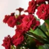 Kalanchoe 'Calandiva'®, Rot, Topf-Ø 12 Cm, Höhe Ca. 27,5 Cm, 6er-Set -Die grüne Ecke 0210350161 Kalanchoe Cal rot 12 cm T H 26cm2