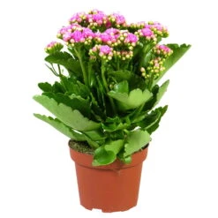 Kalanchoe 'Calandiva'®, Rosa, Topf-Ø 12 Cm, Höhe Ca. 27,5 Cm, 6er-Set -Die grüne Ecke 0210350167 Kalanchoe Cal rosa