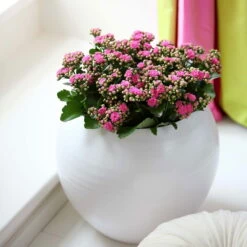 Kalanchoe 'Calandiva'®, Rosa, Topf-Ø 12 Cm, Höhe Ca. 27,5 Cm, 6er-Set -Die grüne Ecke 0210350167 Kalanchoe Cal rosa1
