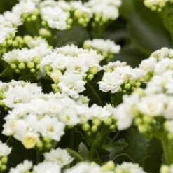 Neue Veröffentlichungen -Die grüne Ecke 0210350168 Kalanchoe Cal weiss 12cm T H26cm