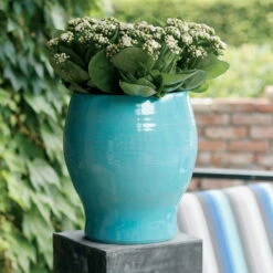 Kalanchoe 'Calandiva'®, Weiß, Topf-Ø 12 Cm, Höhe Ca. 27,5 Cm, 6er-Set 12 Kalanchoe 'Calandiva'®, Weiß, Topf-Ø 12 Cm, Höhe Ca. 27,5 Cm, 6er-Set -Die grüne Ecke 0210350168 Kalanchoe Cal weiss1