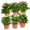 Kalanchoe 'Calandiva'®, Weiß & Rosa, Topf-Ø 12 Cm, Höhe Ca. 20-30 Cm, 6er-Set -Die grüne Ecke 0210350367 Kalanchoe weiss rosa 6er Set 3xweiss 3xrosa