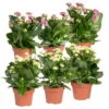 Kalanchoe 'Calandiva'®, Weiß&violett, Topf-Ø 12 Cm, Höhe Ca. 20-30 Cm, 6er-Set -Die grüne Ecke 0210350368 Kalanchoe weiss violett 6er Set 3xweiss 3xviolett