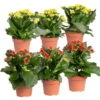 Kalanchoe 'Calandiva'®, Rot&gelb, Topf Topf-Ø 12 Cm, Höhe Ca. 20-30cm, 6er-Set -Die grüne Ecke 0210350371 Kalanchoe rot gelb 6er Set 3xrot 3xgelb