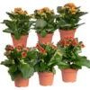 Kalanchoe 'Calandiva'®, Rot&orange, Topf-Ø 12 Cm, Höhe Ca. 20-30 Cm, 6er-Set -Die grüne Ecke 0210350372 Kalanchoe rot orange 6er Set 3xrot 3xorange