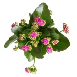 Kalanchoe 'Calandiva'®, Violett, Topf-Ø 12 Cm, Höhe Ca. 27,5 Cm, 6er-Set -Die grüne Ecke 0210350382 Kalanchoe violett 6er Set 6xviolett 1 2