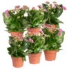 Kalanchoe 'Calandiva'®, Violett, Topf-Ø 12 Cm, Höhe Ca. 27,5 Cm, 6er-Set -Die grüne Ecke 0210350382 Kalanchoe violett 6er Set 6xviolett 2