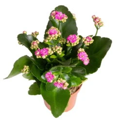 Kalanchoe 'Calandiva'®, Gelb&violett, Topf-Ø 12 Cm, Höhe Ca. 20-30 Cm, 6er-Set -Die grüne Ecke 0210350382 Kalanchoe violett 6er Set 6xviolett 3