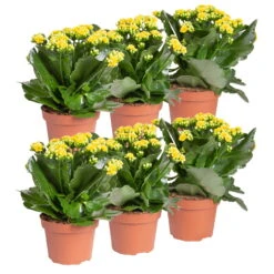 Neue Veröffentlichungen -Die grüne Ecke 0210350384 Kalanchoe gelb 6er Set 6xgelb 1