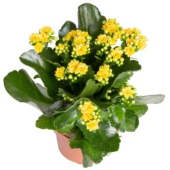 Kalanchoe 'Calandiva'®, Gelb&violett, Topf-Ø 12 Cm, Höhe Ca. 20-30 Cm, 6er-Set -Die grüne Ecke 0210350384 Kalanchoe gelb 6er Set 6xgelb 2 1
