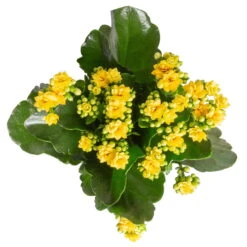 Kalanchoe 'Calandiva'®, Gelb, Topf-Ø 12 Cm, Höhe Ca. 27,5 Cm, 6er-Set -Die grüne Ecke 0210350384 Kalanchoe gelb 6er Set 6xgelb 3 3