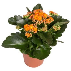 Kalanchoe 'Calandiva'®, Rot&orange, Topf-Ø 12 Cm, Höhe Ca. 20-30 Cm, 6er-Set -Die grüne Ecke 0210350385 Kalanchoe orange 6er Set 6xorange 2 1