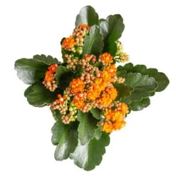 Neue Veröffentlichungen -Die grüne Ecke 0210350385 Kalanchoe orange 6er Set 6xorange 3