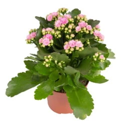 Kalanchoe 'Calandiva'®, Rosa, Topf-Ø 12 Cm, Höhe Ca. 27,5 Cm, 6er-Set -Die grüne Ecke 0210350386 Kalanchoe rosa 6er Set 6xrosa 1 1