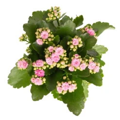 Kalanchoe 'Calandiva'®, Rosa, Topf-Ø 12 Cm, Höhe Ca. 27,5 Cm, 6er-Set -Die grüne Ecke 0210350386 Kalanchoe rosa 6er Set 6xrosa 2 1
