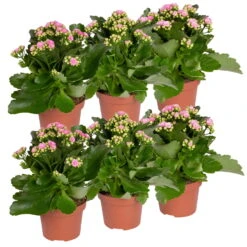 Neue Veröffentlichungen -Die grüne Ecke 0210350386 Kalanchoe rosa 6er Set 6xrosa 5