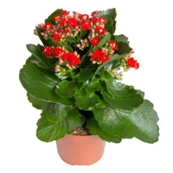 Kalanchoe 'Calandiva'®, Rot&violett, Topf-Ø 12 Cm, Höhe Ca. 20-30 Cm, 6er-Set 13 Kalanchoe 'Calandiva'®, Rot&violett, Topf-Ø 12 Cm, Höhe Ca. 20-30 Cm, 6er-Set -Die grüne Ecke 0210350387 Kalanchoe rot 6er Set 6xrot 21 2