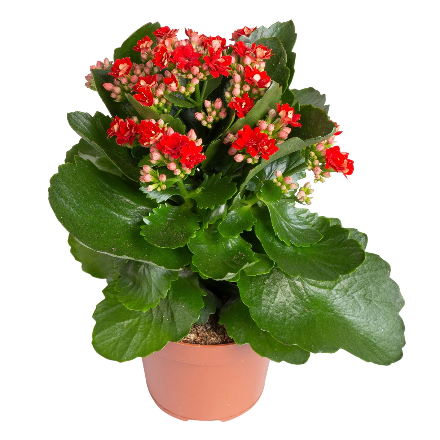 Kalanchoe 'Calandiva'®, Rot&violett, Topf-Ø 12 Cm, Höhe Ca. 20-30 Cm, 6er-Set 7 Kalanchoe 'Calandiva'®, Rot&violett, Topf-Ø 12 Cm, Höhe Ca. 20-30 Cm, 6er-Set – Bild 5