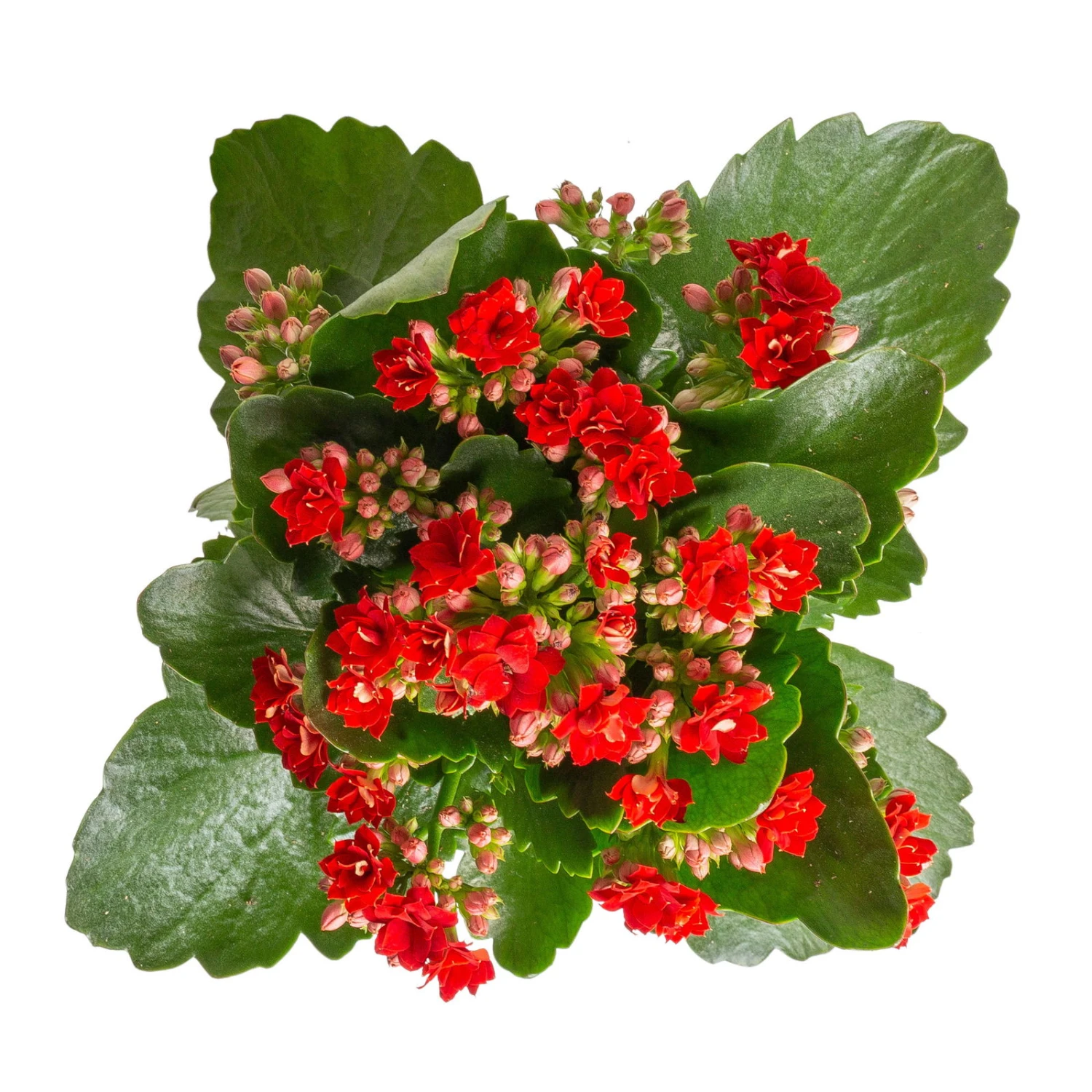 Kalanchoe 'Calandiva'®, Rot&violett, Topf-Ø 12 Cm, Höhe Ca. 20-30 Cm, 6er-Set 6 Kalanchoe 'Calandiva'®, Rot&violett, Topf-Ø 12 Cm, Höhe Ca. 20-30 Cm, 6er-Set – Bild 4