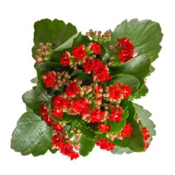 Kalanchoe 'Calandiva'®, Rot&orange, Topf-Ø 12 Cm, Höhe Ca. 20-30 Cm, 6er-Set -Die grüne Ecke 0210350387 Kalanchoe rot 6er Set 6xrot 3 3