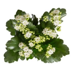 Neue Veröffentlichungen -Die grüne Ecke 0210350388 Kalanchoe weiss 6er Set 6xweiss 1 1