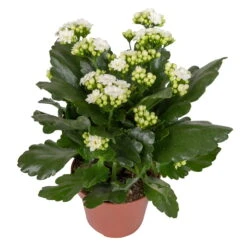 Kalanchoe 'Calandiva'®, Weiß & Rosa, Topf-Ø 12 Cm, Höhe Ca. 20-30 Cm, 6er-Set -Die grüne Ecke 0210350388 Kalanchoe weiss 6er Set 6xweiss 2 1
