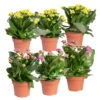 Kalanchoe 'Calandiva'®, Gelb&violett, Topf-Ø 12 Cm, Höhe Ca. 20-30 Cm, 6er-Set -Die grüne Ecke 0210350391 Kalanchoe gelb violett 6er Set 3xgelb 3xviolett