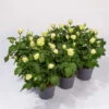 Rose Patio, Weiß, Topf-Ø 13 Cm, 6er-Set -Die grüne Ecke 0210550249 Rose Patio T13 6er Set weiss WS 1