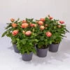 Rose Patio, Orange, Topf-Ø 13 Cm, 6er-Set -Die grüne Ecke 0210550251 Rose Patio T13 6er Set orange WS 1