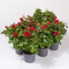 Rose Patio, Rot, Topf-Ø 13 Cm, 6er-Set -Die grüne Ecke 0210550252 Rose Patio T13 6er Set rot WS 1