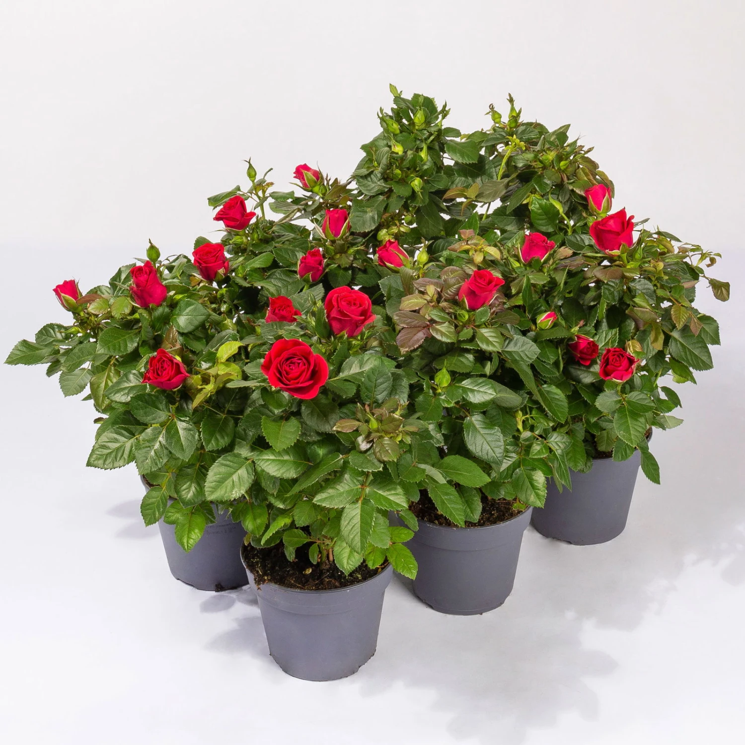 Rose Patio, Rot, Topf-Ø 13 Cm, 6er-Set 3 Rose Patio, Rot, Topf-Ø 13 Cm, 6er-Set
