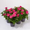 Rose Patio, Pink, Topf-Ø 13 Cm, 6er-Set -Die grüne Ecke 0210550253 Rose Patio T13 6er Set pink WS 1