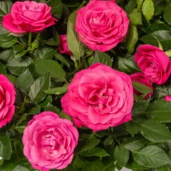 Rose Patio, Pink, Topf-Ø 13 Cm, 6er-Set -Die grüne Ecke 0210550253 Rose Patio T13 6er Set pink WS 2