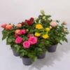 Rose Patio, Zufällige Farben, Topf-Ø 13 Cm, 6er-Set -Die grüne Ecke 0210550255 Rose Patio T13 6er Set bunt gemischt WS 1