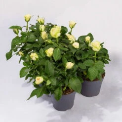 Rose Patio, Weiß, Topf-Ø 13 Cm, 3er-Set