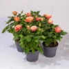 Rose Patio, Orange, Topf-Ø 13 Cm, 3er-Set -Die grüne Ecke 0210550259 Rose Patio T13 3er Set orange