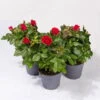 Rose Patio, Rot, Topf-Ø 13 Cm, 3er-Set -Die grüne Ecke 0210550260 Rose Patio T13 3er Set rot