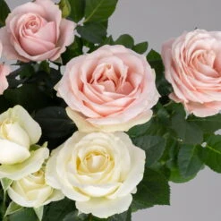 Rose 'Infinity' Duo Rosa-weiß, Topf-Ø 14 Cm, 2er-Set -Die grüne Ecke 0210550266 rose infinity duo 10 122762