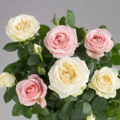 Rose 'Infinity' Duo Rosa-weiß, Topf-Ø 14 Cm, 2er-Set -Die grüne Ecke 0210550266 rose infinity duo 1 122763