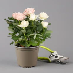 Rose 'Infinity' Duo Rosa-weiß, Topf-Ø 14 Cm, 2er-Set -Die grüne Ecke 0210550266 rose infinity duo 2 122761